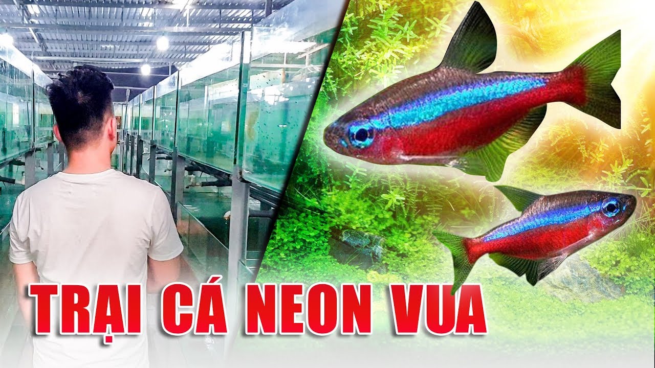 A tour of Thien Duc aquarium