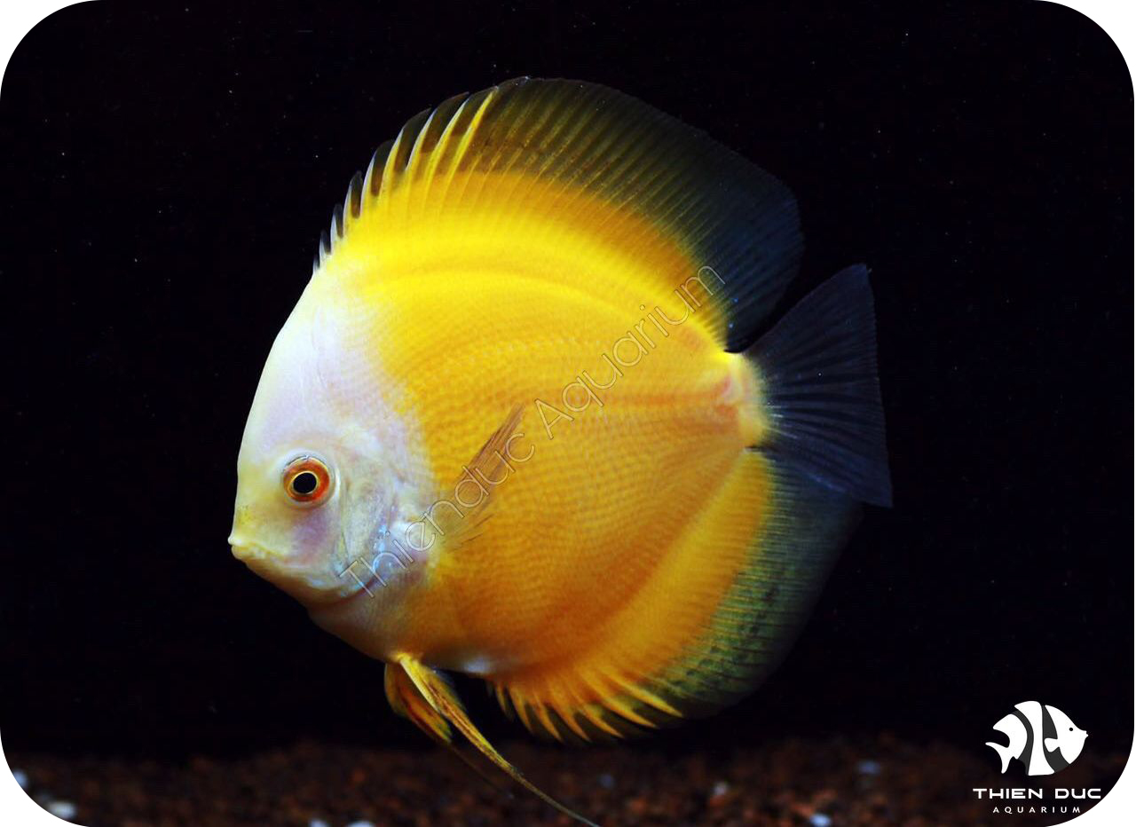 Video một số loại cá tại Thiên Đức