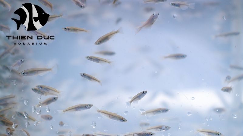 Medaka fish breeder: Top quality ornamental fish for EU markets