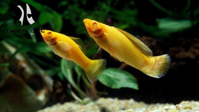 Molly Fish Wholesale: A Guide to Bulk Molly Purchases