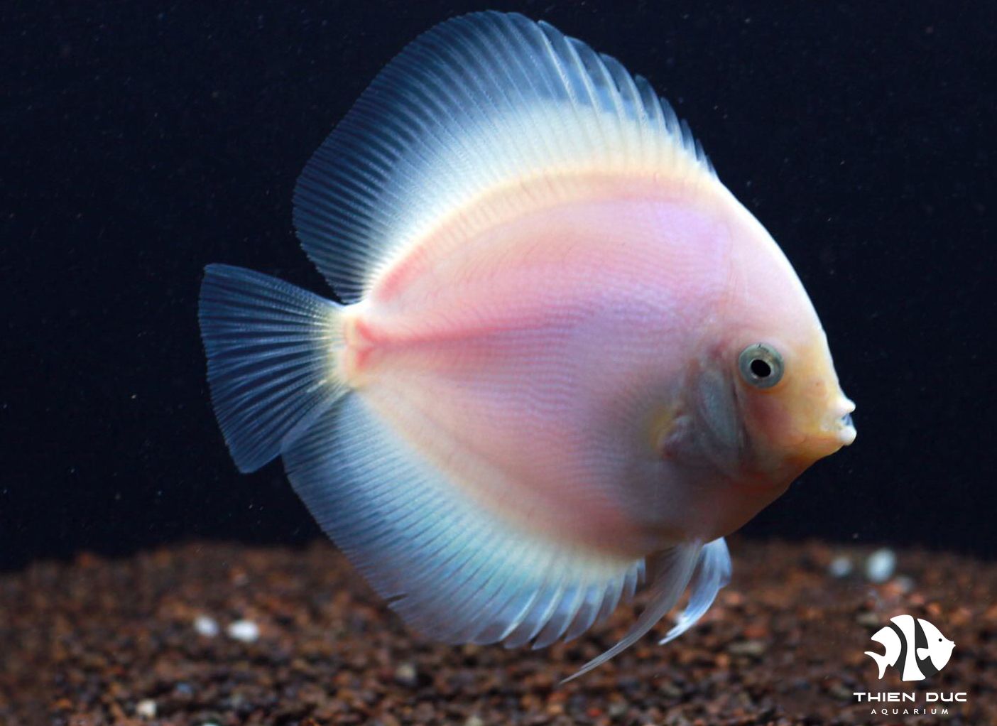 Mua cá cảnh online sao cho an toàn - Lưu ý quan trọng