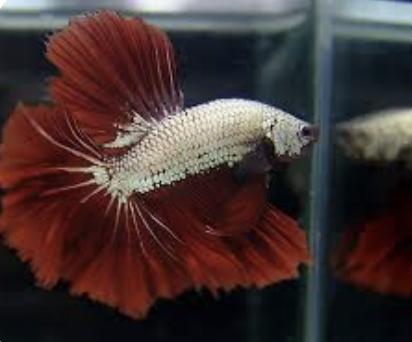 Cá lia thia: Vẻ đẹp độc đáo và thông tin về mua bán cá lia thia