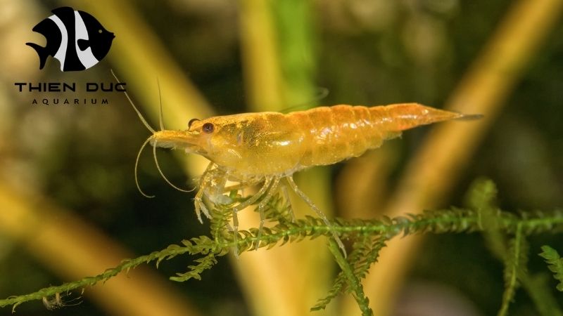 Neocaridina shrimp supplier for vibrant, healthy aquarium stock