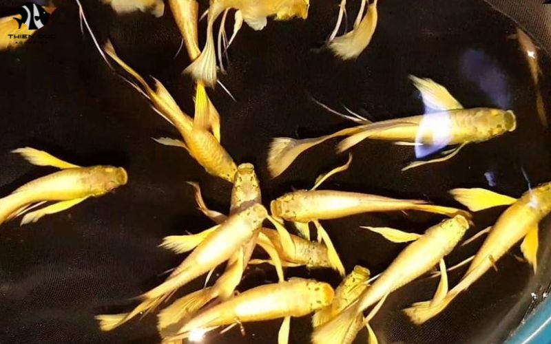 Ornamental Fish Export Business: Getting Started