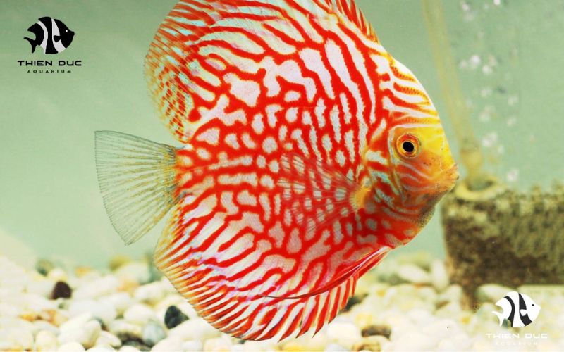 Ornamental Fish Export: A Potential Business Opportunity