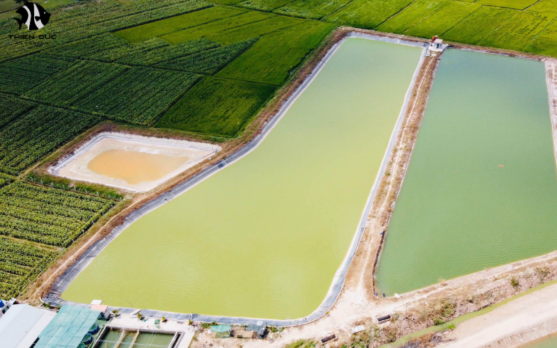 Ornamental fish exporters: Beautify your aquatic display 