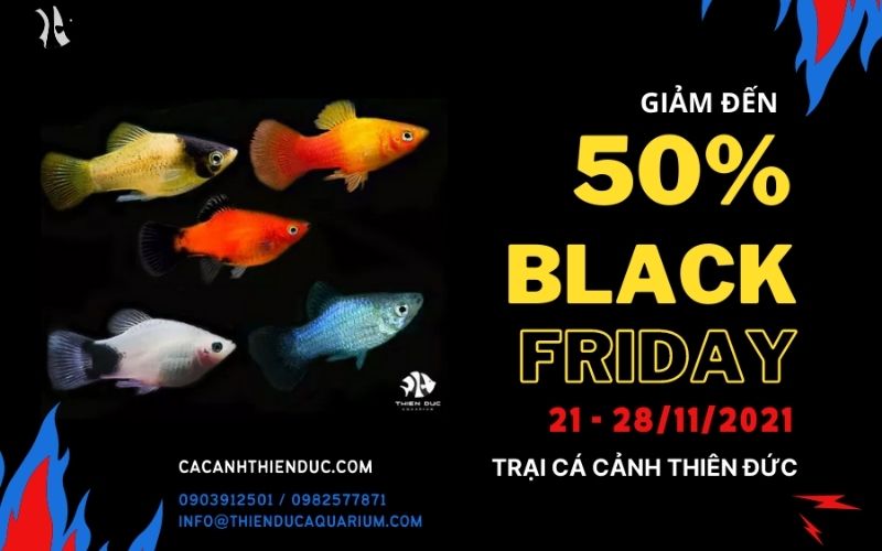 Ornamental Fish Industry News: Keeping You Updated on the Latest Trends