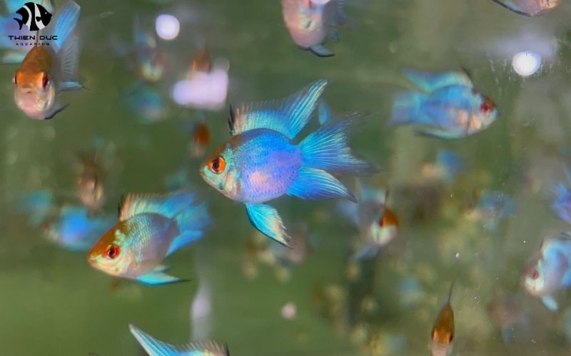 Ornamental Fish Market Trends: Industry Analysis 2024