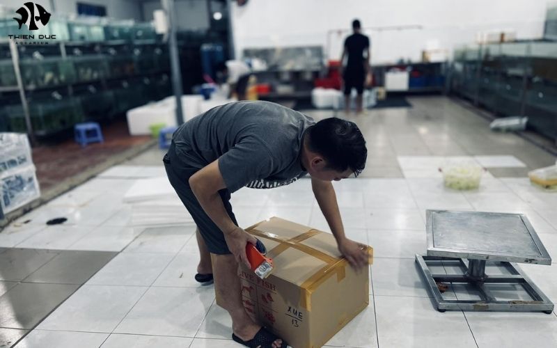 Ornamental fish shipping services: Ensuring safe delivery