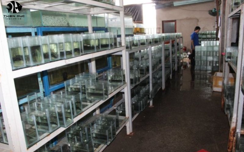 Ornamental Koi Fish Export: Tapping Asian Markets