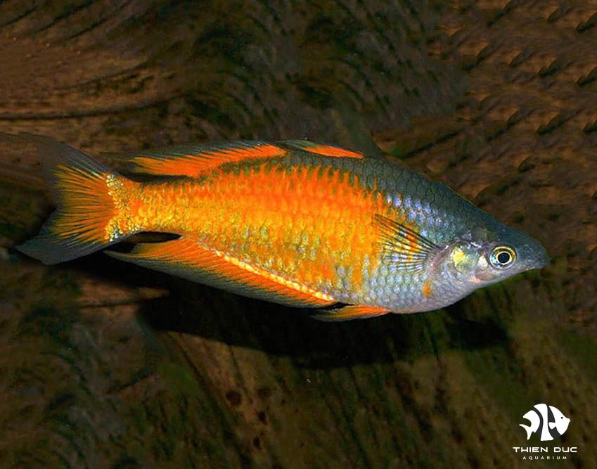 Parkinsoni Rainbowfish