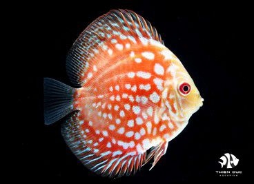 Cá Dĩa Bồ Câu Đỏ