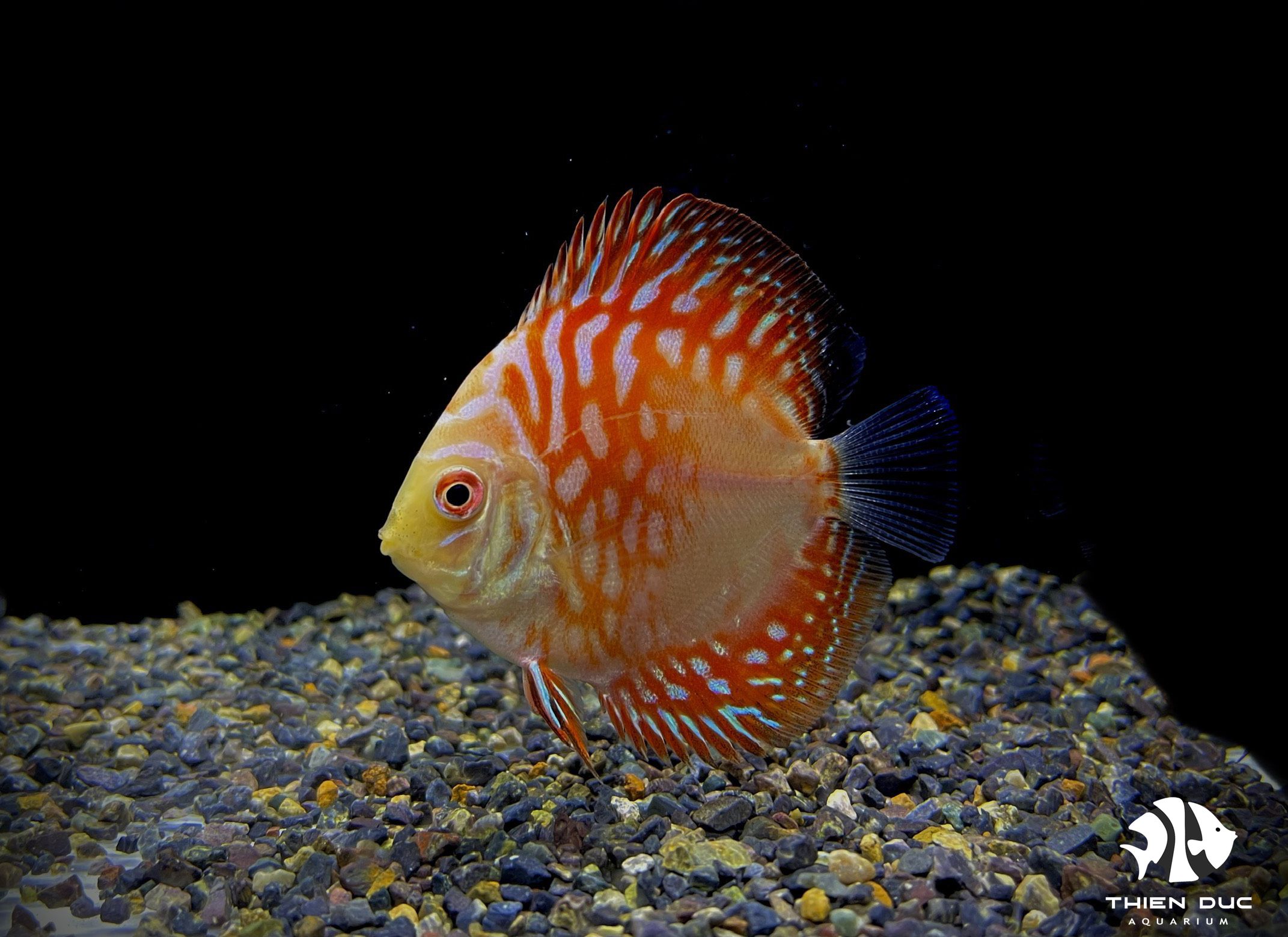 Địa Chỉ Mua Cá Dĩa Tại TP HCM - Uy Tín - Chất Lượng - Nhiều Ưu Đãi