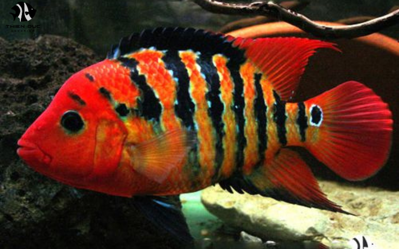 Premium Exotic Fish Suppliers: Quality You Can Trust