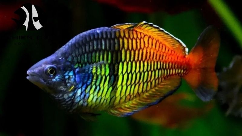 Rainbow Fish Wholesale - Thien Duc Farm's Best