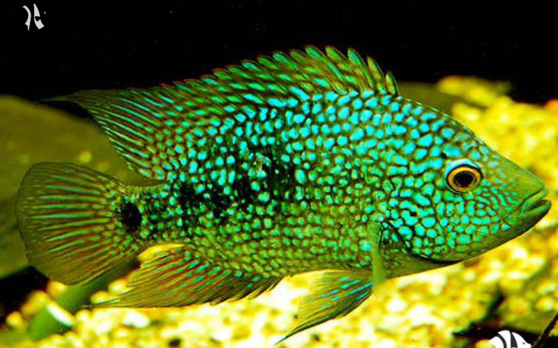 Rare and Exotic Fish: Unique Species for Collectors