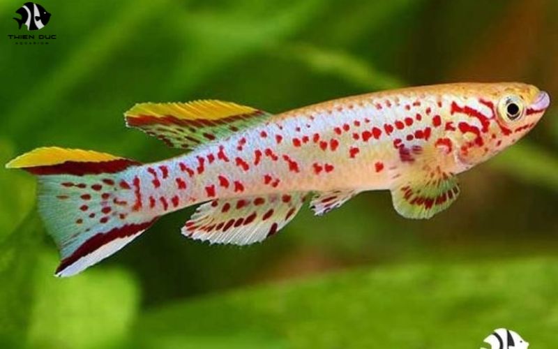 Rare aquarium fish exporters: Unique species for collectors