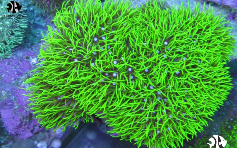 Reef Fish Wholesale: Top Suppliers for Marine Enthusiasts