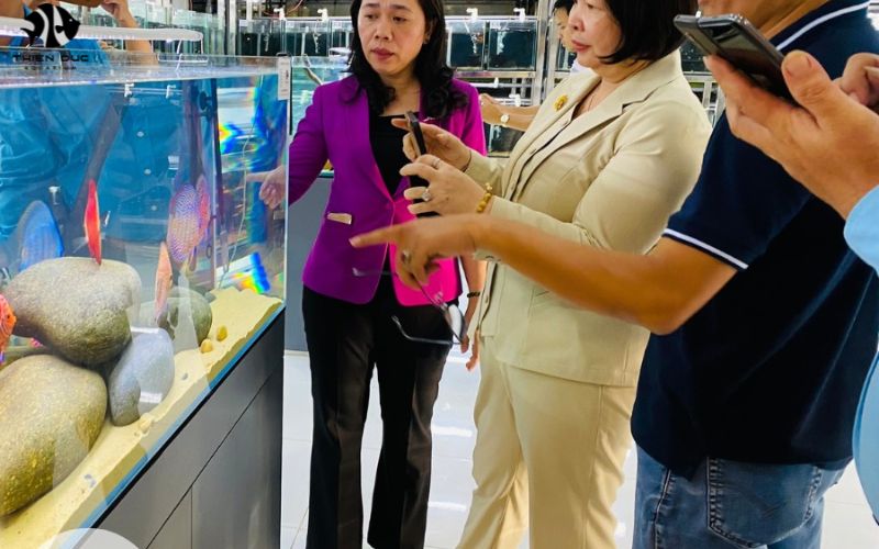 Saltwater aquarium fish wholesalers: Ocean Diversity