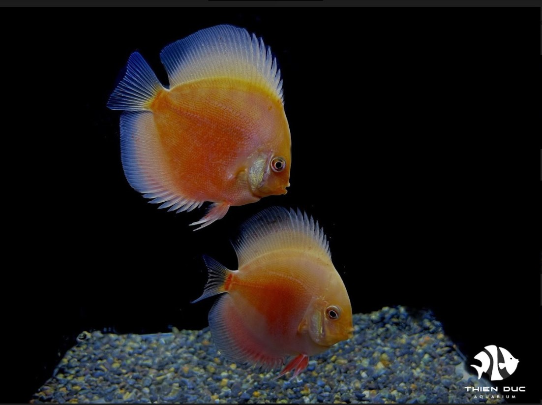 Cách nuôi cá dĩa từ kinh nghiệm được đúc kết