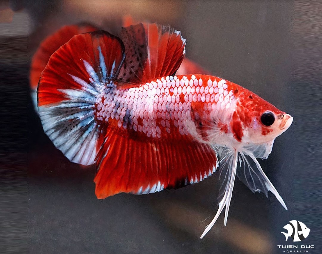 Cách nuôi cá Betta đơn giản dành cho người bận rộn