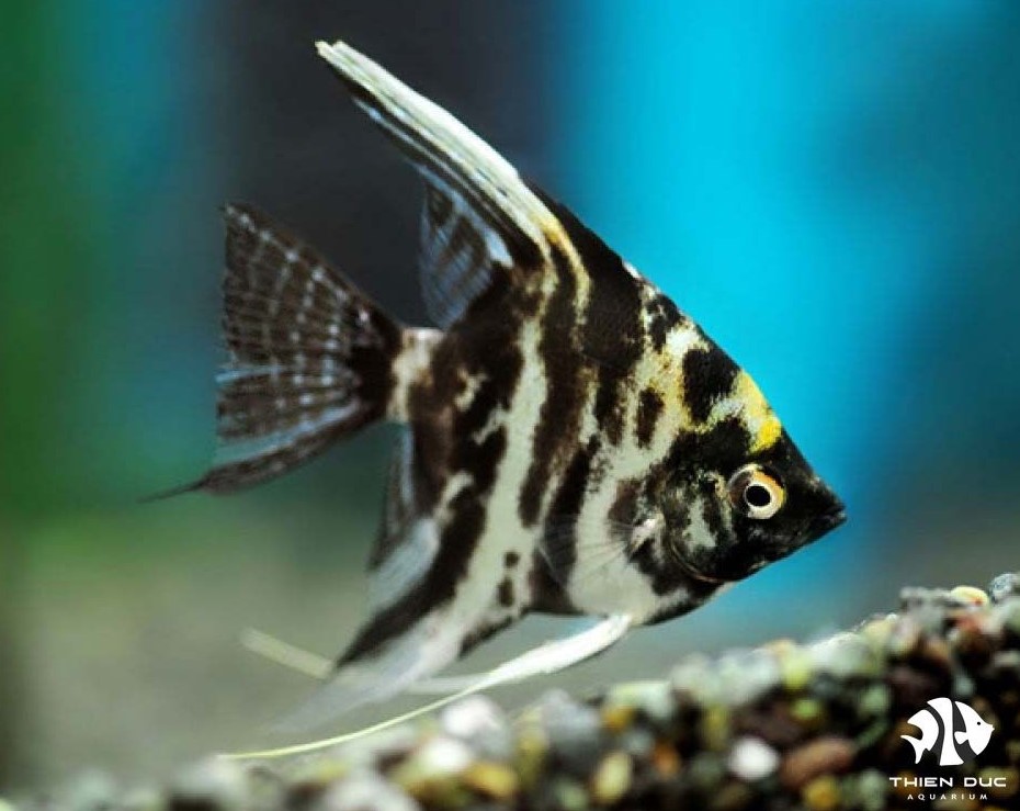 Cách nuôi cá thần tiên dành cho người mới bắt đầu