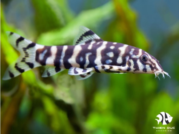 Giá Cá Cảnh Tại Trại - TOP 4 Cá Cảnh Giá Rẻ được ưa chuộng nhất