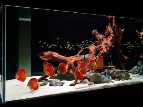 Xu Hướng Cá Cảnh Trong Năm 2021 Có Gì Mới?