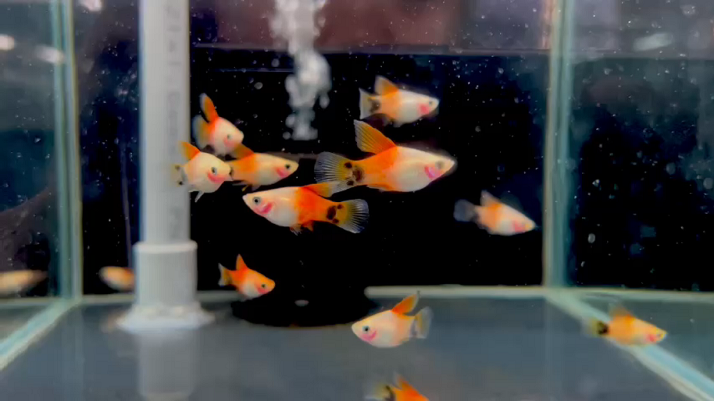 Platy red white mickey highfin