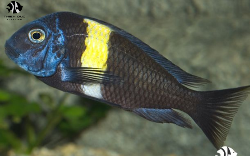 Specialty Exotic Fish Store: Discover Unusual Aquatic Pets