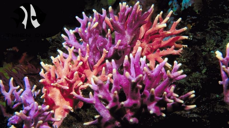 SPS Coral Exporter: Sourcing High-Quality Corals
