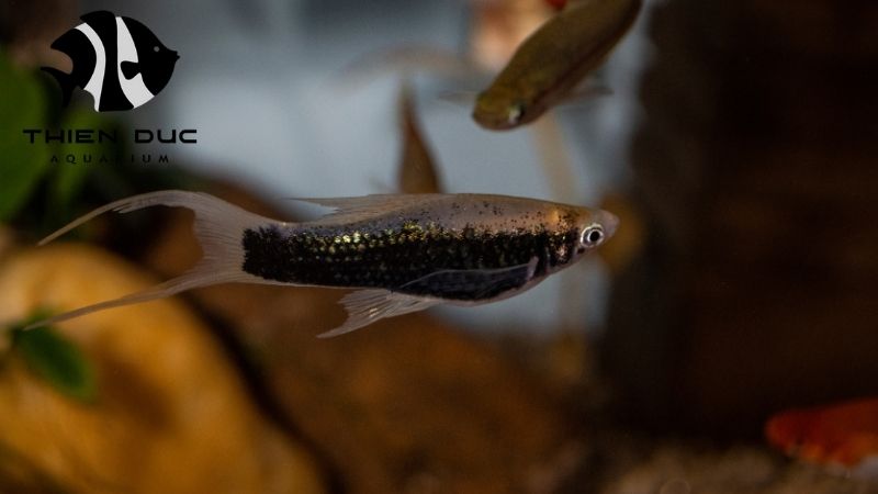 Swordtail Fish Varieties: Choosing the Best for Your Tank