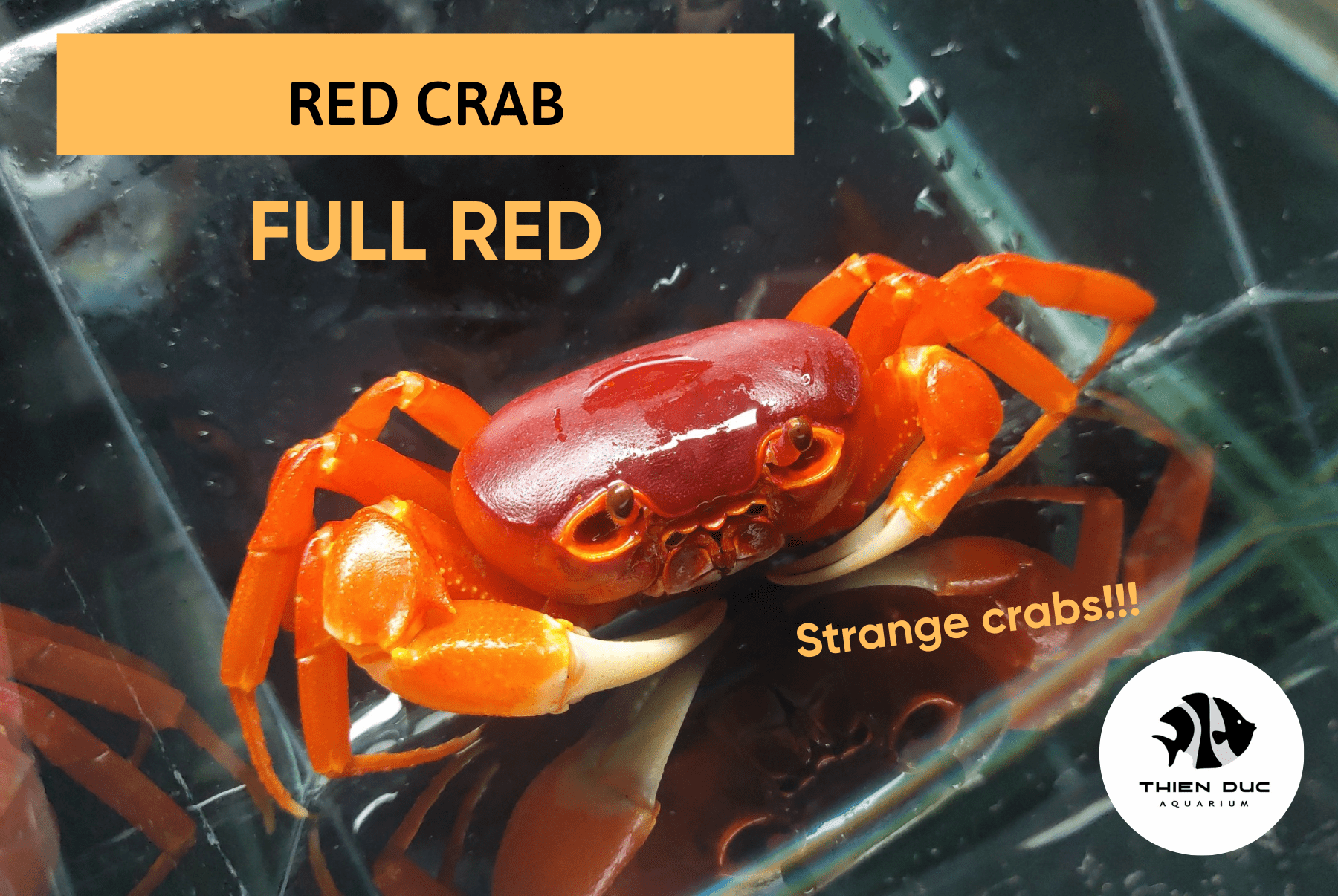 Rare ornamental crabs in Viet Nam - Thien Duc Aquarium