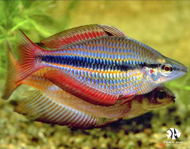 Cá Cầu Vồng Và Cách Chăm Sóc Đơn Giản Ít Tốn Công