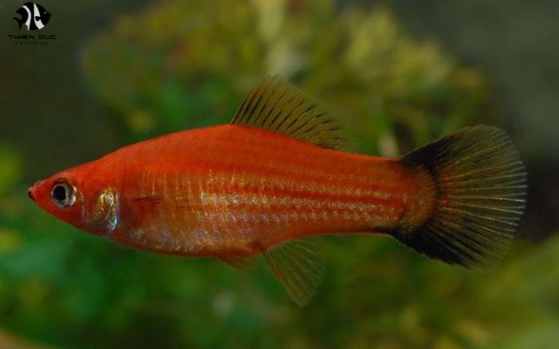 Tropical Aquarium Fish Exporters: Success Strategies