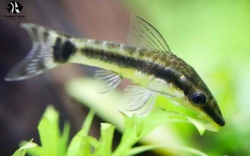 Tropical Exotic Fish for Sale: Top Species for Your Aquarium
