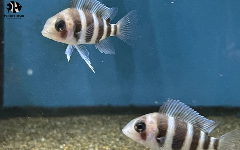 Tropical Fish Export: Your Guide to International Markets