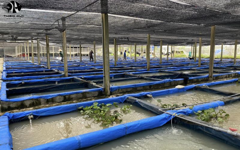 Tropical fish farms for sale: Lucrative aquatic ventures