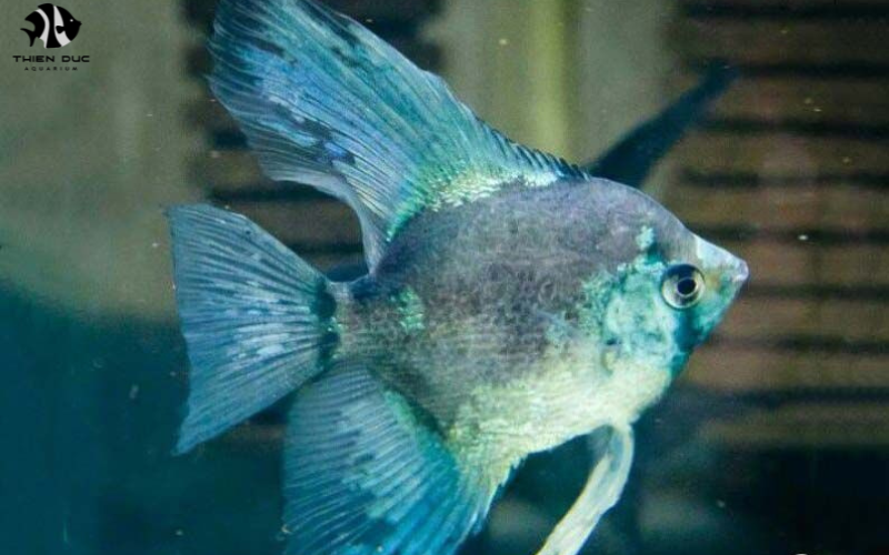 Tropical Fish for Resale: Profitable Species to Consider