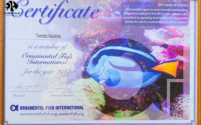Tropical Fish Import License: Requirements and Processes - A Guide for Importers