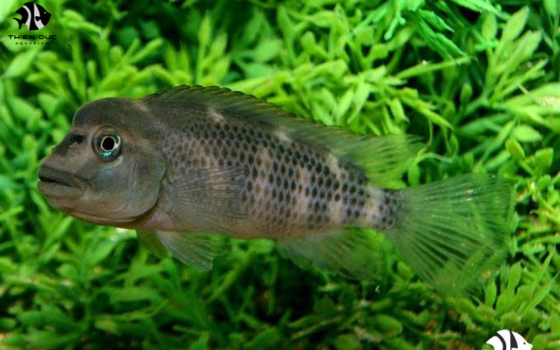 Tropical fish supplier: From source to your aquarium