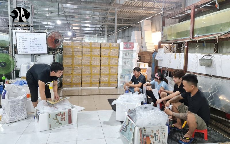 Tropical Fish Suppliers: Trusted Aquatic Partners