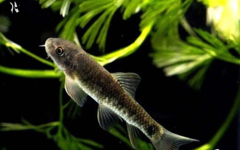 Tropical Fish Trade: Industry Overview and Future Outlook