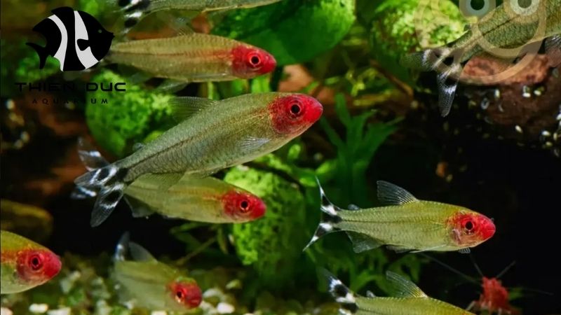 Tropical Fish Wholesale - Your Reliable Supplier