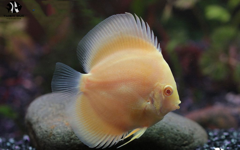 Tropical Fish Wholesale: Maximizing Profit Margins