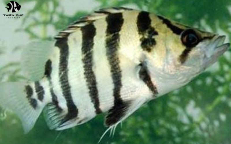 Tropical fish wholesaler: How to choose the right one