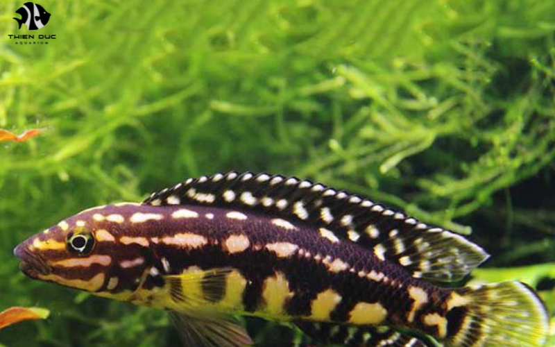 Tropical Freshwater Fish Wholesale: Popular Species Guide