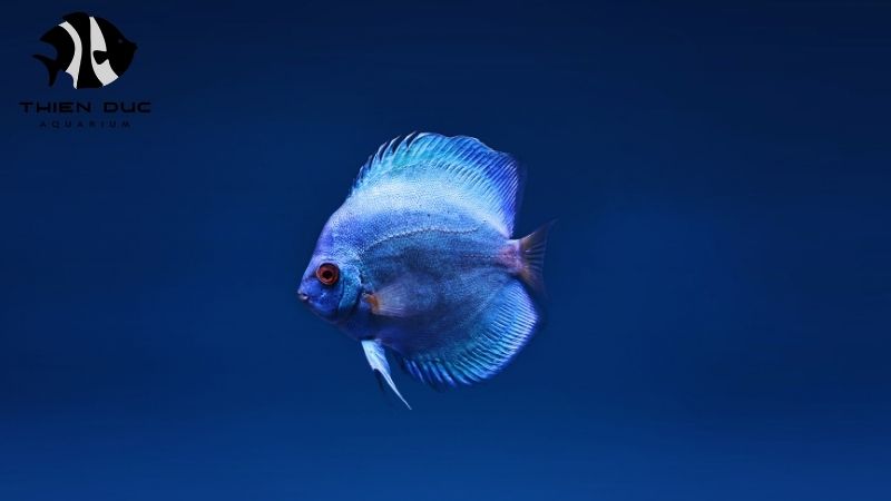 Turquoise Discus Bulk: Volume Discounts on Show-Quality Fish