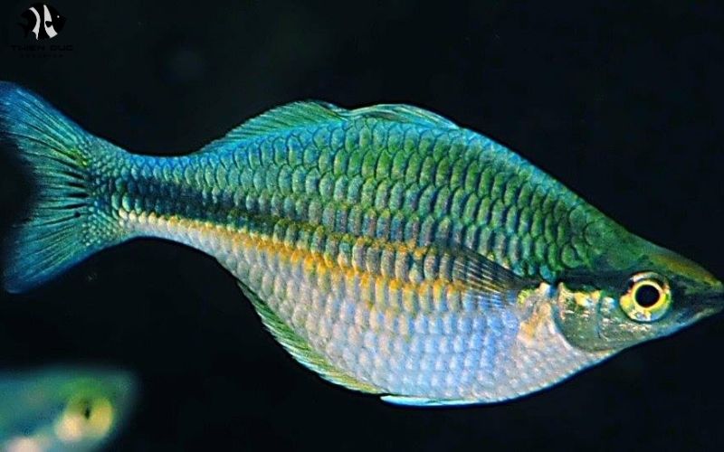 Unique Aquarium Fish for Sale: Standing Out in the Market