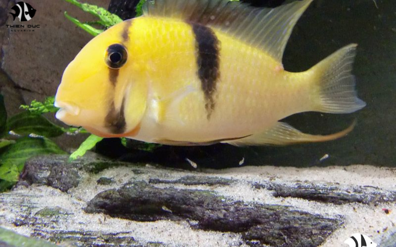 Unique Aquarium Fish Online: Discover Hidden Gems